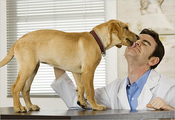 Вярно ли е, че кучешката слюнка лекува рани?