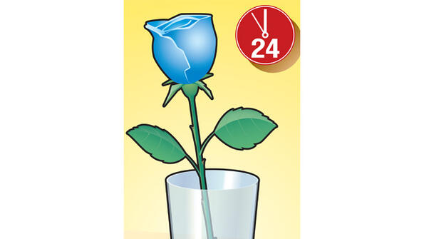 Как да оцветите истинска роза за 24 часа