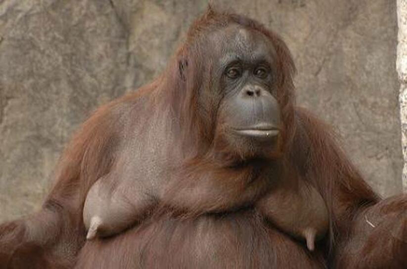 Bilderesultat for orangutan nipples