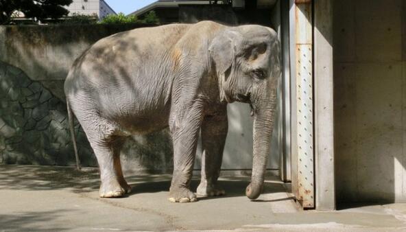 Най-тъжният слон на света почина след 60-годишно заточение