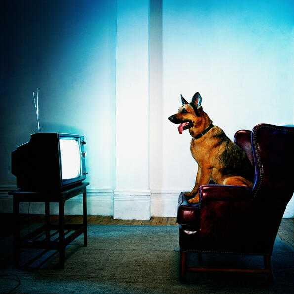 Как кучетата гледат телевизия?