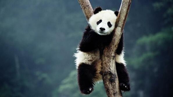 Гигантската панда вече не е застрашен вид