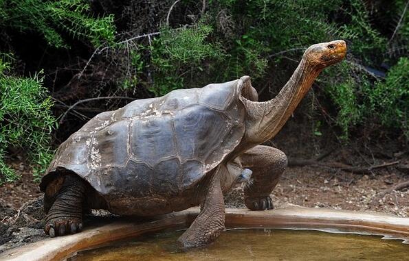 Полудялата за секс костенурка, която спаси вида си от изчезване