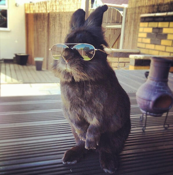 Заек със слънчеви очила предизвика нова Photoshop битка