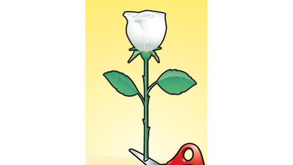 Съвет без думи: как да боядисаш роза