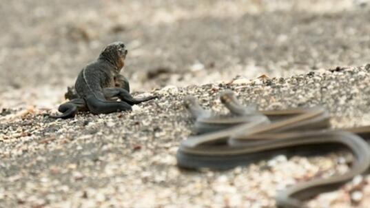 Новородена игуана бяга от десетки змии в спиращо дъха видео!