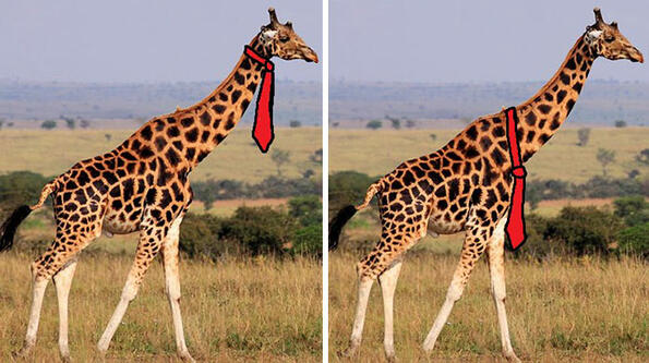 Казус на седмицата: Как носят вратовръзките си жирафите?