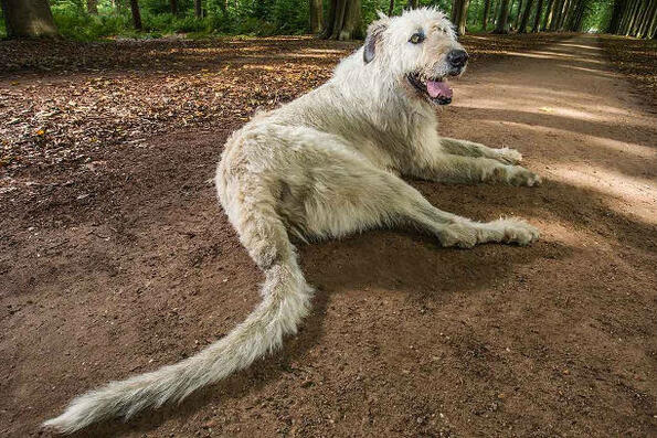 Кучето с най-голяма опашка счупи световния рекорд!
