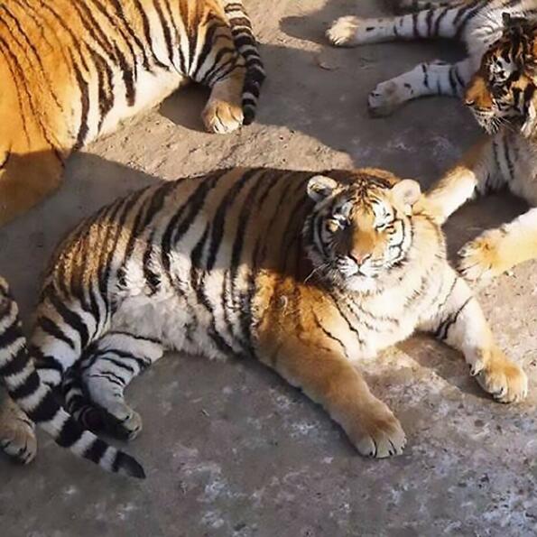 Най-дебелият сибирски тигър на света!