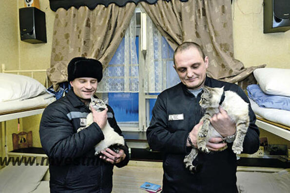 Защо руските затворници обожават и гледат котки