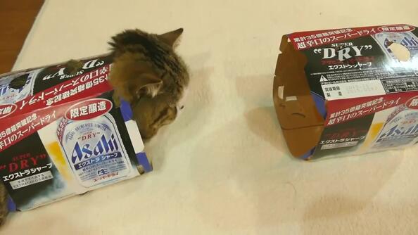 Защо котките се завират в кутии?