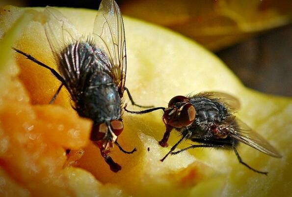 Какво се случва в дествителност, когато муха кацне на храната