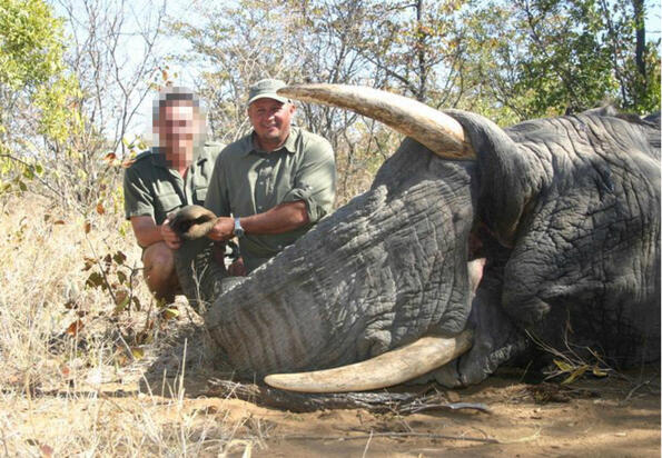Възмездие: слон падна върху ловец и го уби на място!