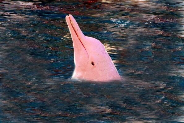 Снимки и факти за розовия делфин, който плува в сладка вода!