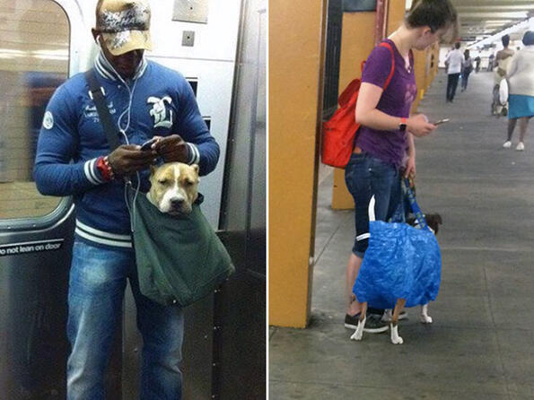Забраниха кучетата в метрото в Ню Йорк, освен ако не се побират в чанта
