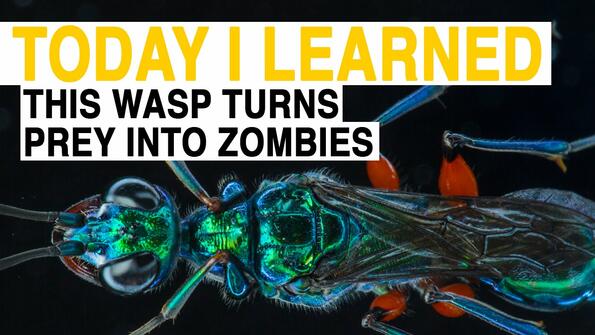 Видео на деня: Как оса превръща хлебарка в зомби!