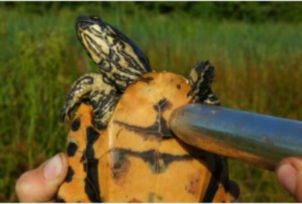 Биолог спасява костенурки от изчезване с помощта на вибратор