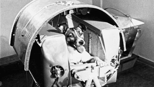 Преди 60 години в космоса полетя първото куче!