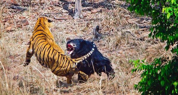 Смъртоносна схватка: Тигър срещу Мечка