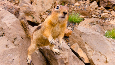 Зверският късмет на една катерица