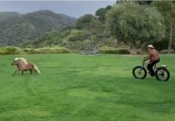 Нищо странно просто Арнолд Шварценегер гони с колело пони (имаме видео)