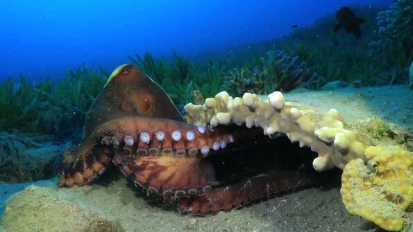 Титанична битка: октопод срещу морски змей!