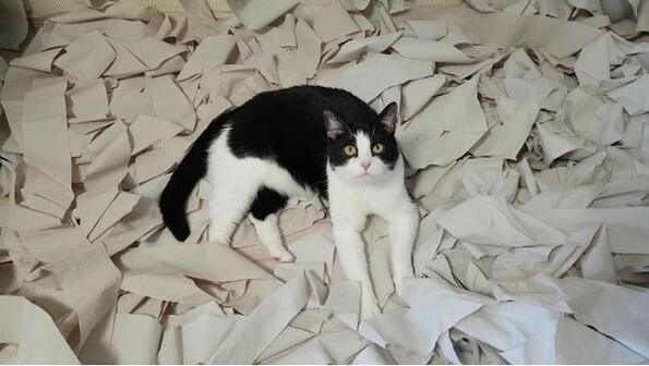 Мечтата на всяка котка: стая от тоалетна хартия