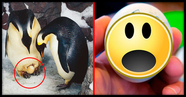 Момиче свари яйце от пингвин и го показа?!