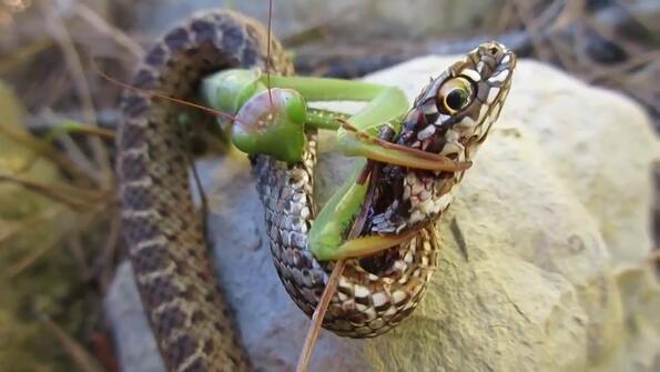 Богомолка срещу змия: смъртоносна битка