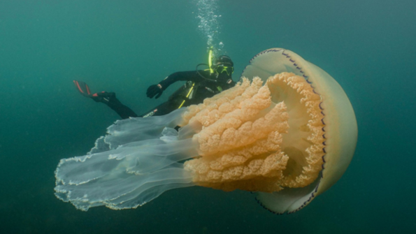 Водолази откриха най-голямата медуза на Земята (видеоклип)