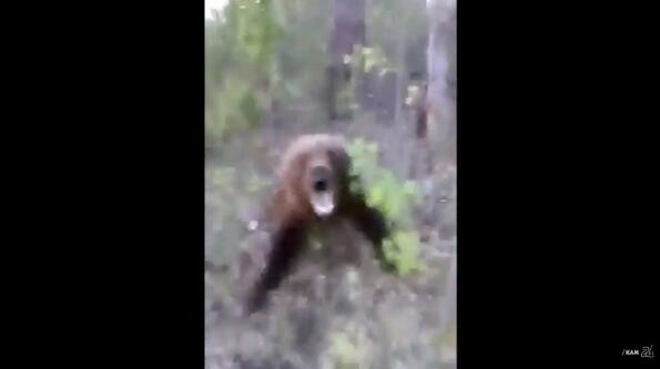 Руснак срещна мечка в гората и се сби с нея