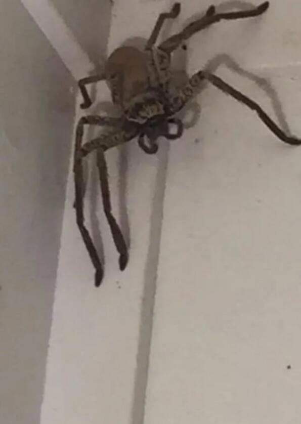 Масивен паяк влезе в къща в Австралия