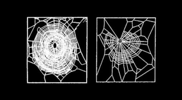 Паяци под влияние на наркотици плетат криви паяжини