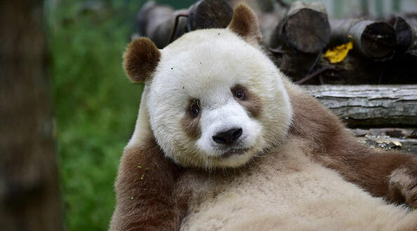 В света има една единствена кафява панда
