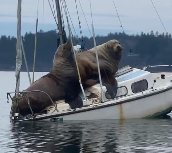 Два огромни морски лъва си откраднаха лодка и заплаваха с нея