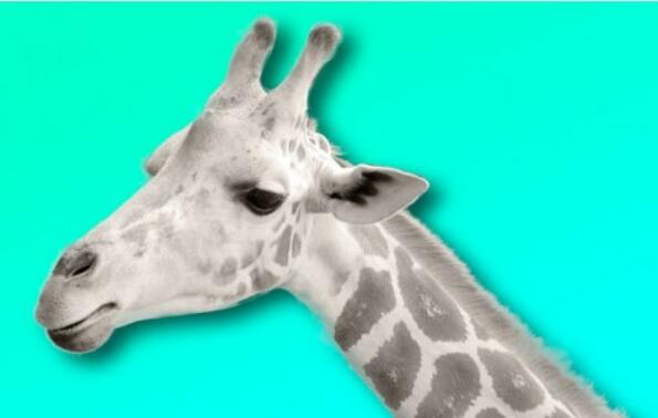 Виж как изглежда единственият бял жираф в света
