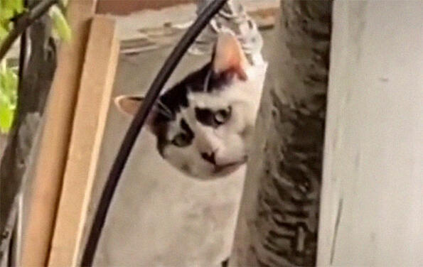 Котка с тъжно изражение стана хит в Интернет