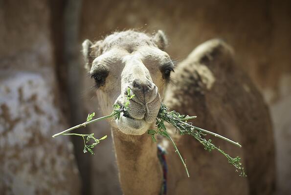 Бедуините ядат пълнена камила и още безумни хранителни факти