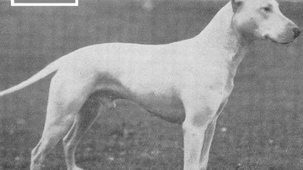 Как са изглеждали различните породи кучета преди 100 години?