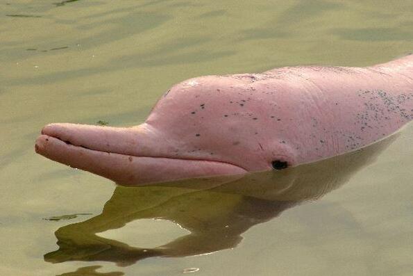 Виждал ли си розов делфин?