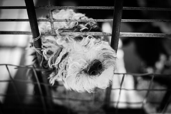 Твърде притеснителни факти за кучешкия затвор в Израел