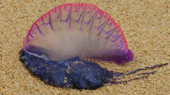 Стой далеч от този смъртоносен морски обитател, приличащ на медуза