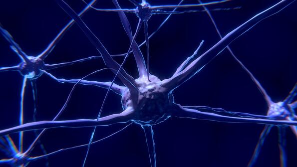 Вярно ли е, че нервните клетки не се регенерират?