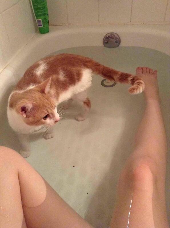 <p>Котките са очарователни животни, но очевидно не знаят какво е лично пространство. Често не можем да се скрием от тях дори в банята. Те обожават да ни наблюдават докато се къпем или докато ходим до тоалетна. Ето ти и няколко примера.</p>