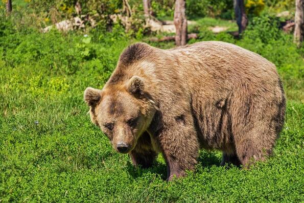 Защо мечката е емблематичен символ на Русия?