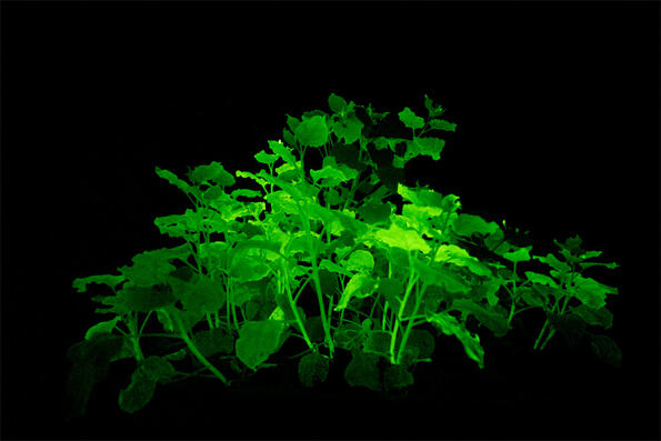 Руски учени разработиха светещи растения