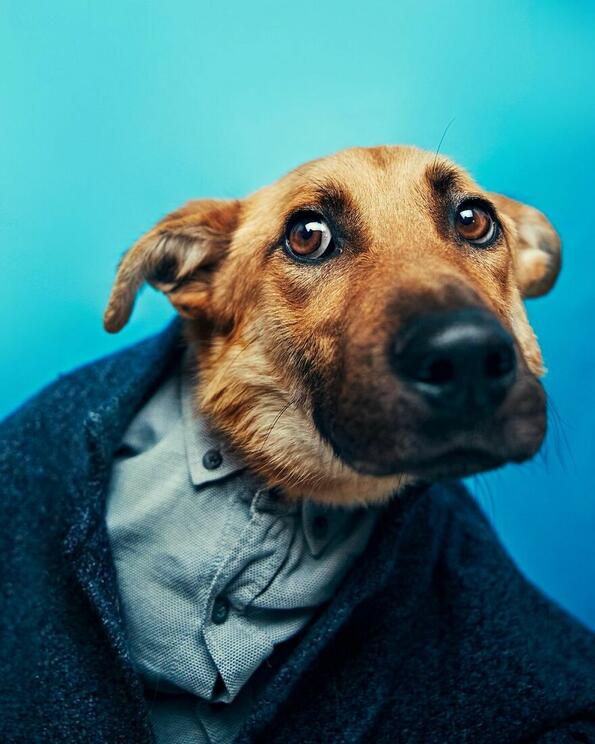 <p>Наскоро в Русия социалният проект Thing of Kindness и приютът за животни Happiness in the House стартираха съвместен проект, наречен „Стопанинът ми ме изостави, но аз все още ще го обичам“. Основната идея на проекта е да накара хората да осиновят странно изглеждащи кучета.</p>