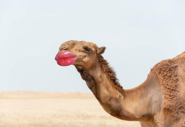 147 камили бяха дисквалифицирани от конкурс за красота, заради ботокс