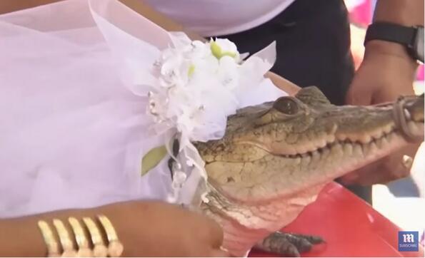 Мексикански кмет се ожени за алигатор