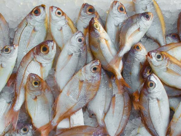 Идиоти на седмицата: Състезатели по риболов бяха хванати в измама, след като сложиха тежести в рибата си